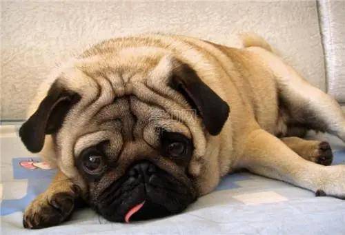 怎么养狗新手入门 9fe058675b9d4994b411be2d8c0ecf07.jpeg