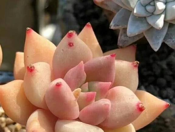 多肉叶插要不要插土里 b5f818e6d16841c5bca51935a7fd63d0.jpeg