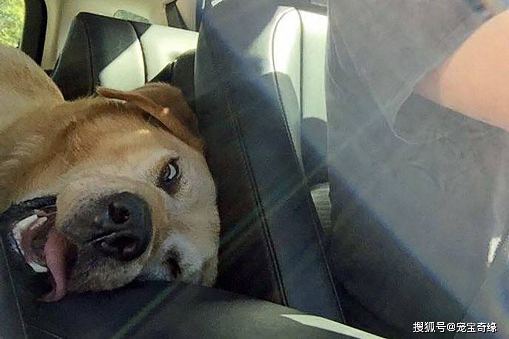 戏精附体了,来看看狗狗坐车时的搞笑照片吧(一)
