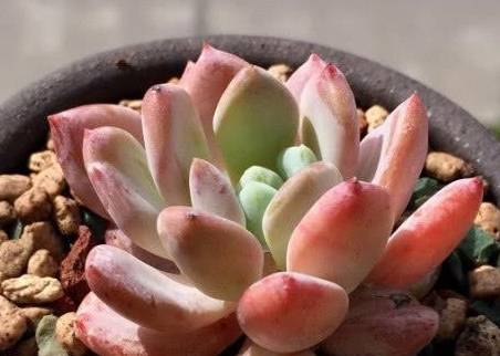 多肉小红灯笼怎么养 2877ddcd86f0438b875970db9f55edaf.jpeg