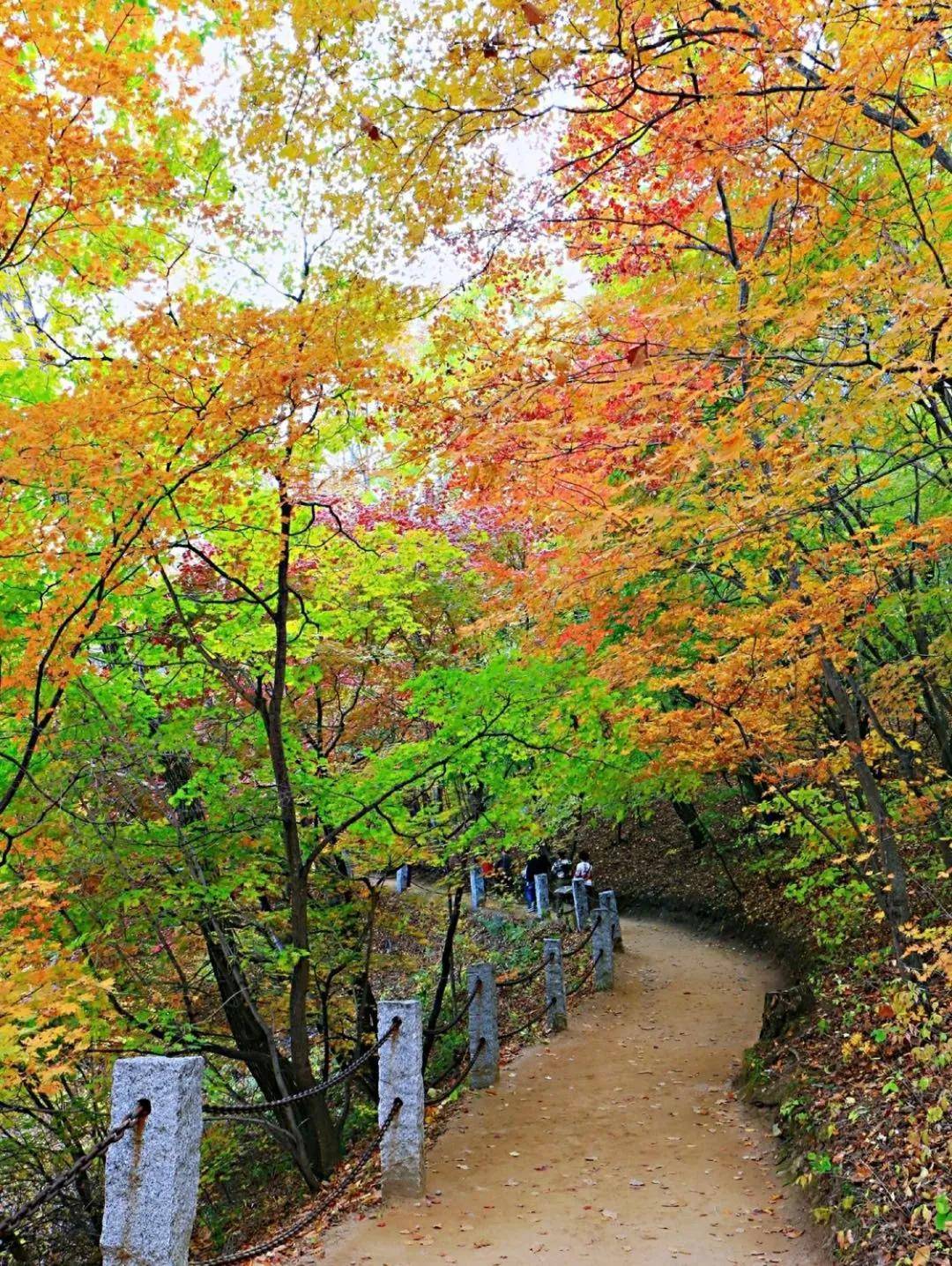 对了, 这里秋天的枫叶红起来也是美得灿若云霞,红叶漫天里山道寂寥,这