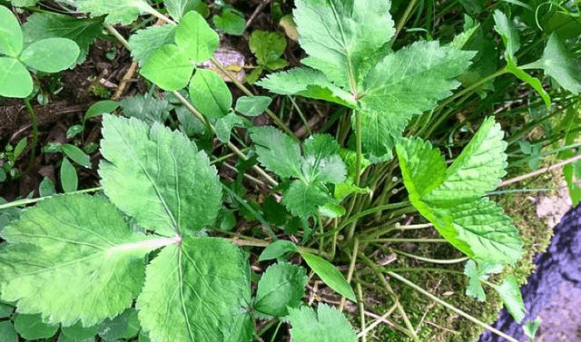 朱老总要野菜_可食用的野菜图片大全(2)