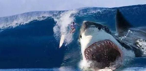 巨齿鲨和虎鲸谁才是海洋霸主?大数据告诉你答案