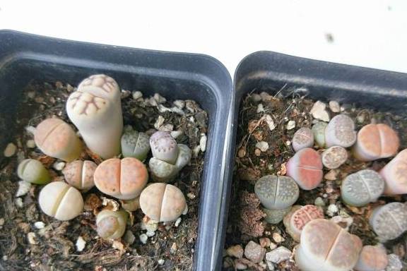 生石花浇水浇多了 940d441fa0d04695a0702cda13bfb556.jpeg