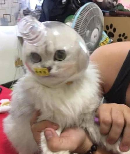 怎么给猫咪剪毛 新手教程 a7a7946f7445435e9d90ed9bb51a3fb2.jpeg