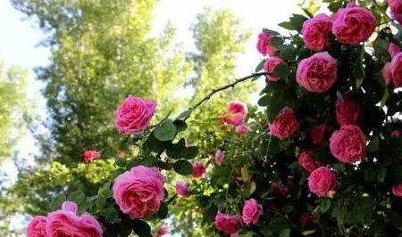 怎么养花不死花 01171c4b3f414dffb80c2a3e4a33faa5.jpeg