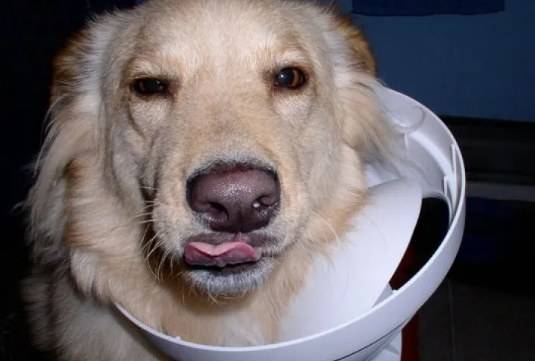 怎么教狗狗不翻垃圾桶 0f04ee2e8b5840b6866e90823b0b2e70.jpeg