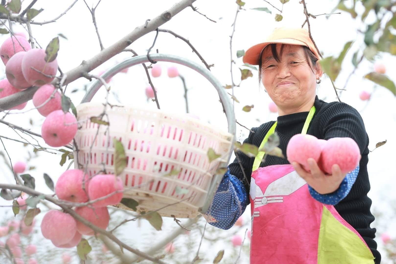 陕西农业|走进中国苹果20强县咸阳旬邑 消费扶贫e起来看马栏红苹果丰景图