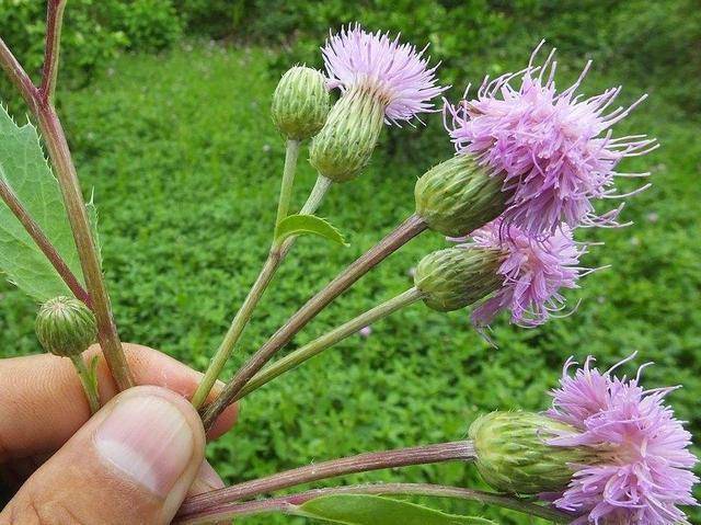 一种野生植物可观花可入药农村寻常可见多年生草本植物