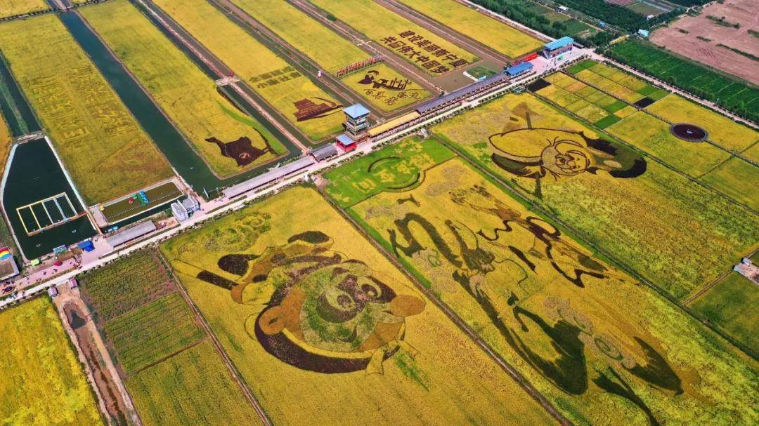 以田地为画纸 以稻为画笔 一幅幅动人的稻田画映入眼帘