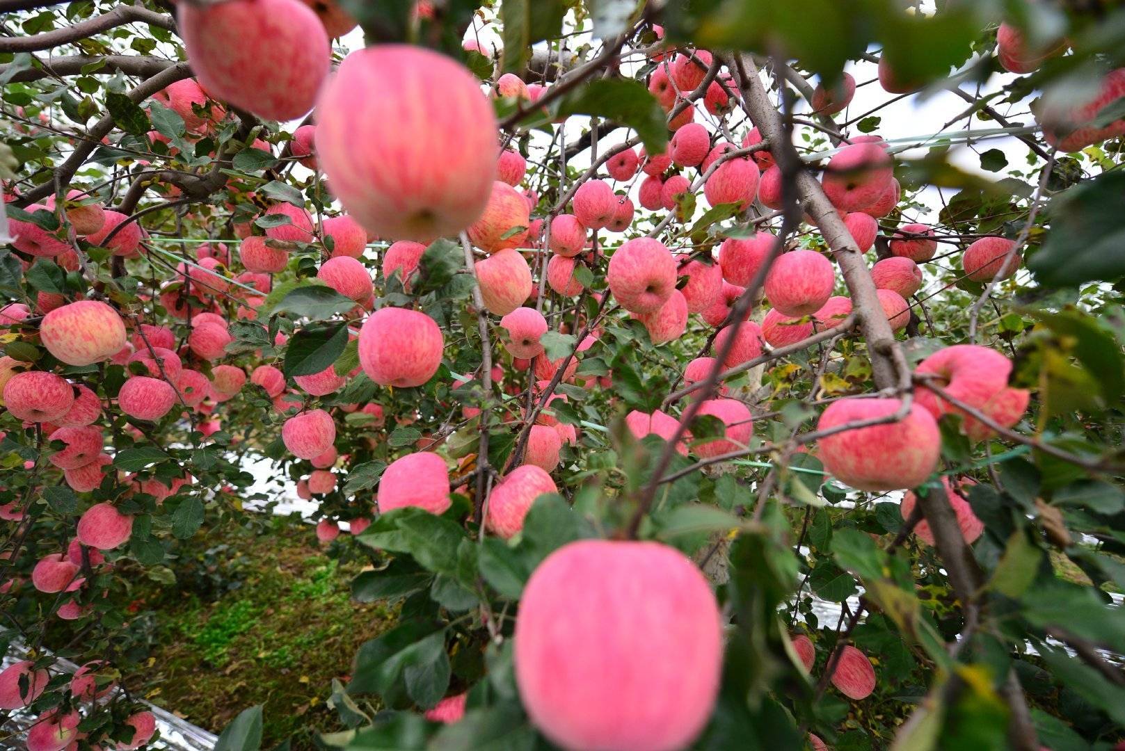 陕西农业|走进中国苹果20强县咸阳旬邑 消费扶贫e起来看马栏红苹果丰景图