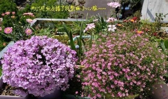 花多多10号怎么用 b80d55907baf46ec9a45a0a5bdb8b4b0.jpeg