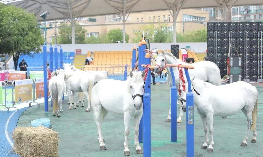三店|大陆马:“小小骑士进校园”马术公开课将走进武汉市三店学校