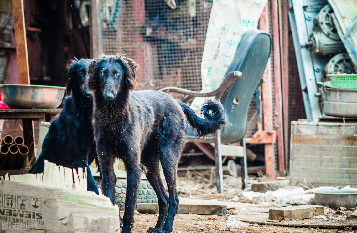 原创为何国内没人养细犬当宠物背后原因有5个