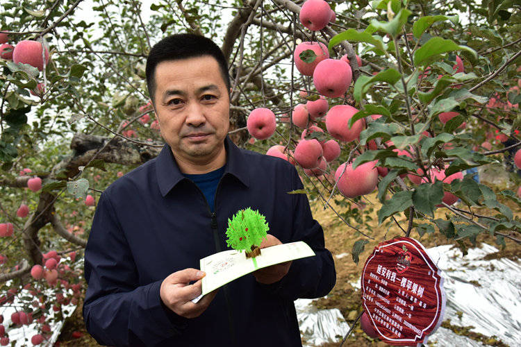 陕西果业|“延安有我一棵苹果树”当个快乐的都市农夫，你愿意认领吗？