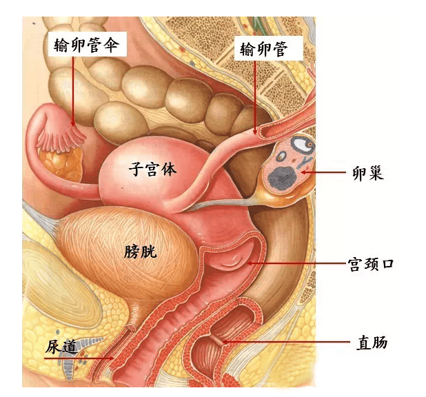 首先从上图可以看出,子宫的位置所在,子宫位于直肠前.