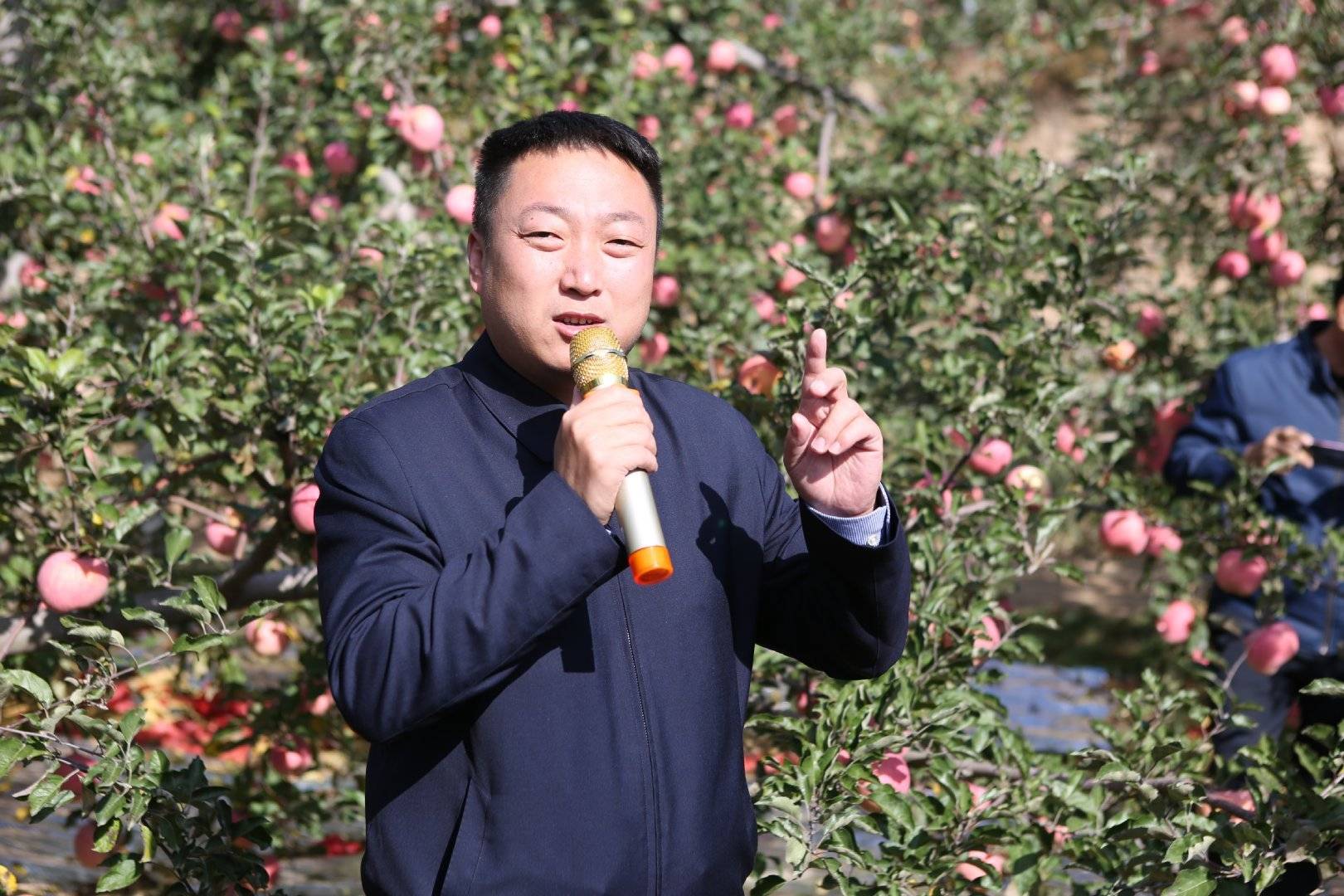 品牌|消费扶贫e起来丨主播带你进果园、看产业、选品牌 为延川苹果代言