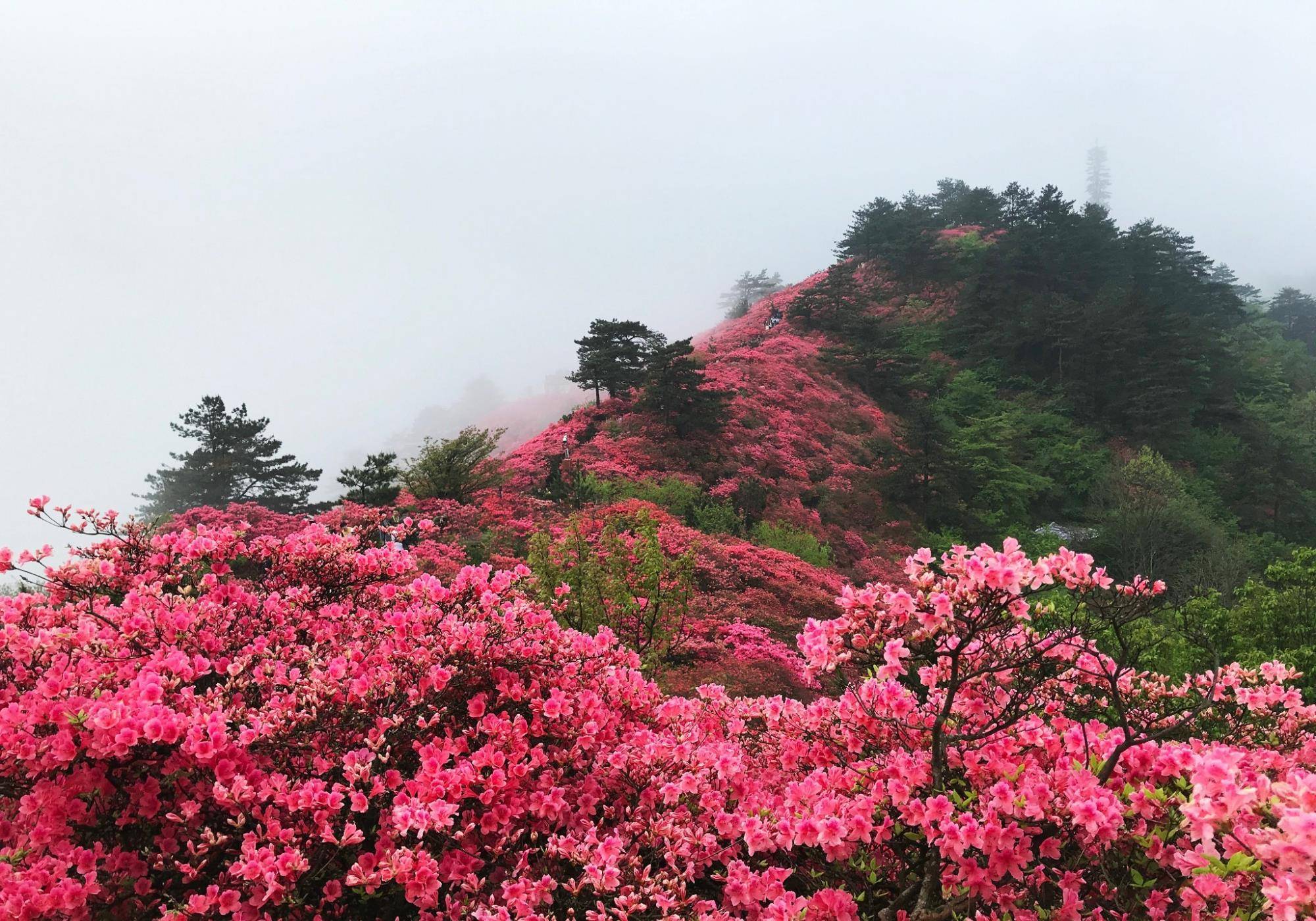 黄冈市有多少人口_黄冈市各县市人口(2)