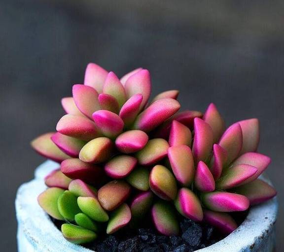 多肉怎么叶片肥厚 e1573c3ca2164e0b81ce8672207ac28b.jpeg