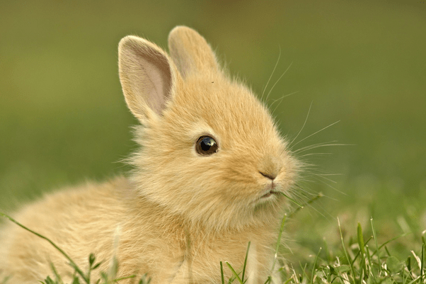兔子感冒流鼻涕怎么办