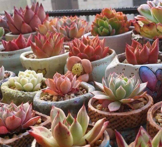 多肉小白药有效果吗 bf949b271ba340448da18762236d36e7.jpeg