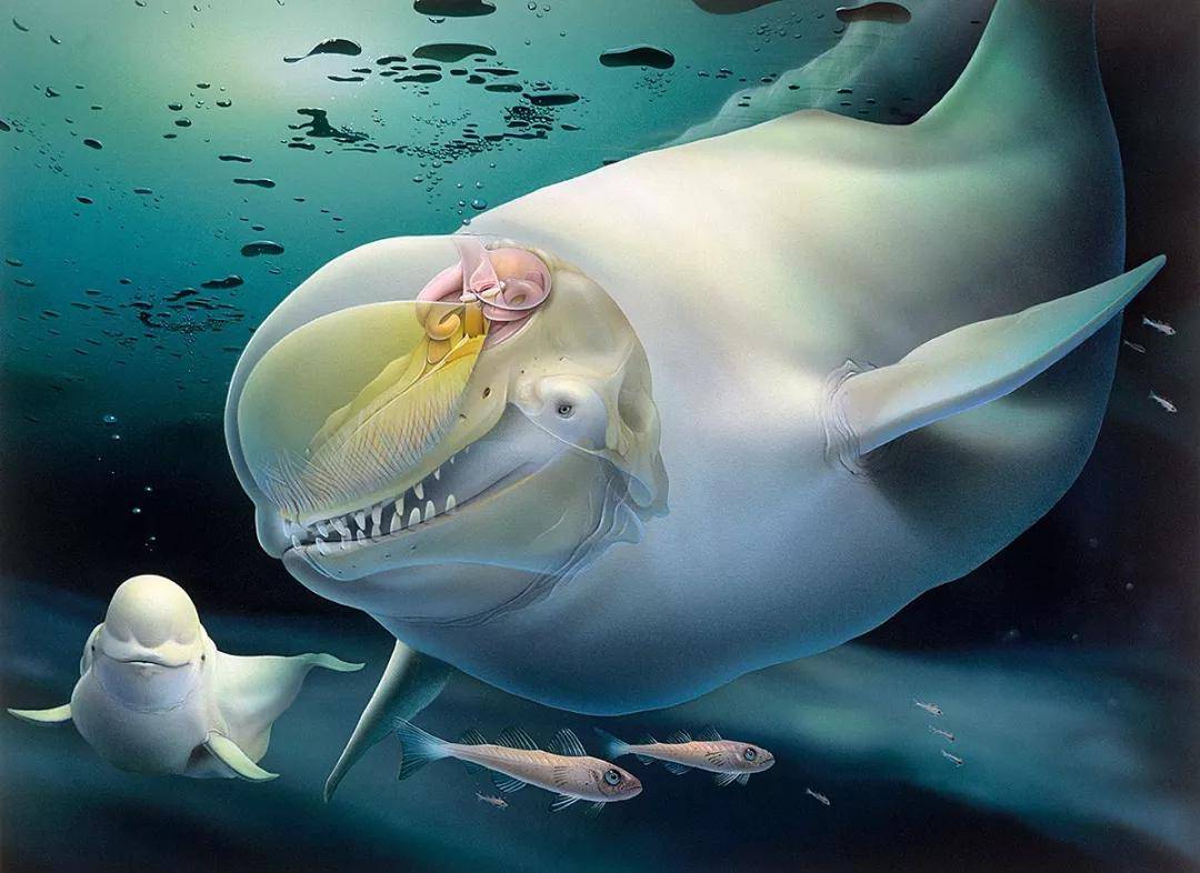 白鲸水下-动物宽屏壁纸预览 | 10wallpaper.com