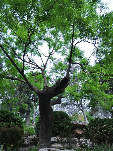 历史上吊死崇祯皇帝的"歪脖子树"300多年过去了,现状如何?