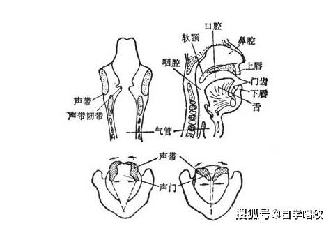 学习唱歌让喉头稳定很重要_位置
