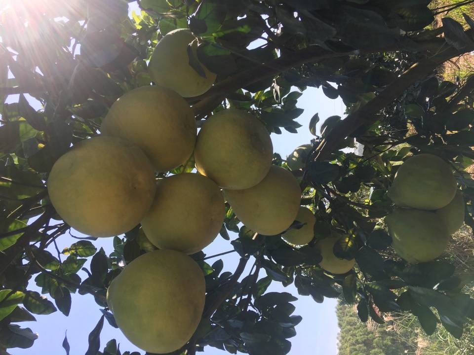 "柚来俚:来自这家粤港澳大湾区"菜篮子"产品生产基地_始兴县