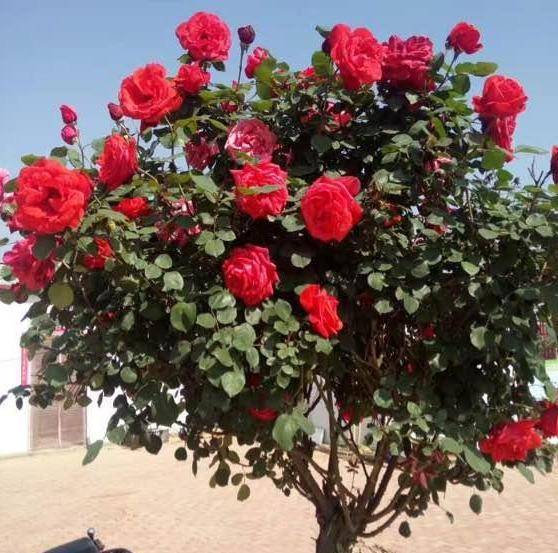 月季花什么时候嫁接最好呢 b5befe7a9c4047e4bbb5a0835c775a4c.jpeg