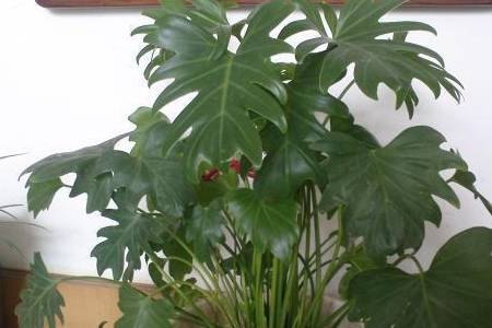 室内绿植大型绿植龟背竹 041f0e1c83ec4e8eba4b7a75f80cbfab.jpeg