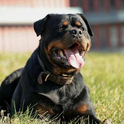 养罗威纳犬谨慎，因为这六点并非人人都可以接受
