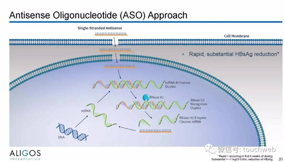 Aligos|专治乙肝的医药企业Aligos上市：市值5亿美元