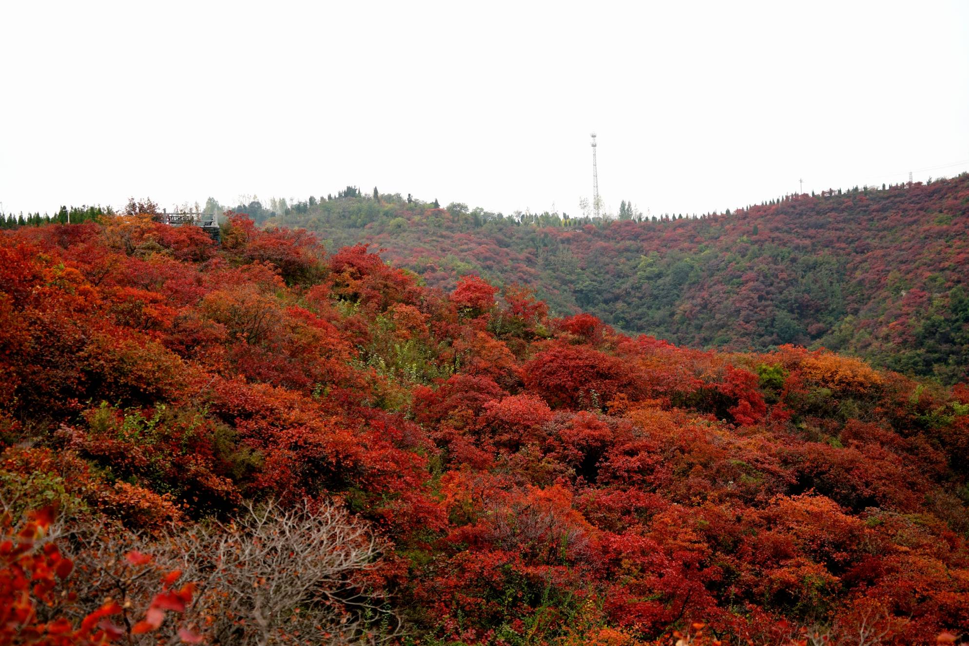 巩义长寿山,还你一个秋天的童话_红叶