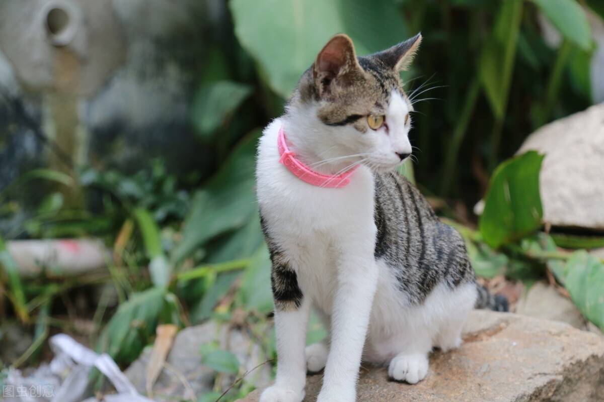 猫咪这4个行为,你以为是在鄙视你,实则是在说爱你