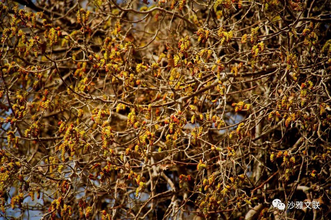 活动|沙雅十六万元摄影大奖等您拿！