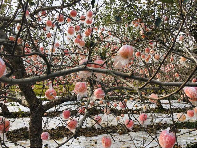 红富士|陕西乾县红富士苹果：产销两旺劲头足，红红火火又一年