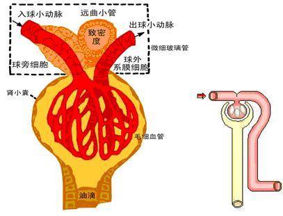 研究|乙肝替诺福韦研究，两种方案，300毫克/72小时肾功改善较高