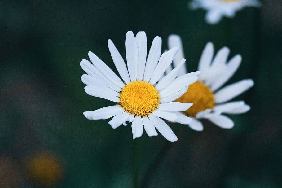 【天择优选】洋甘菊,有花就有阳光灿烂