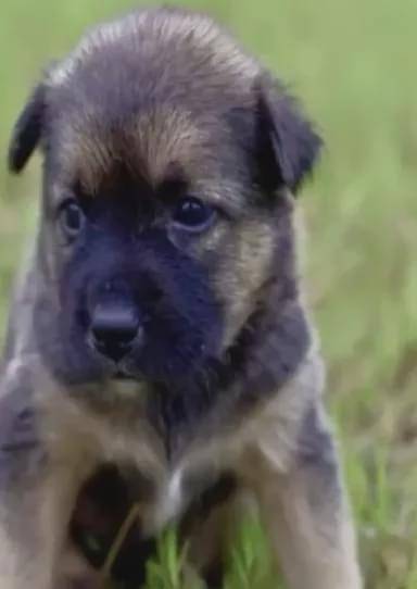 流浪狗|家长质疑学校里有流浪狗，校长却亲自为它们组织了一场演讲……