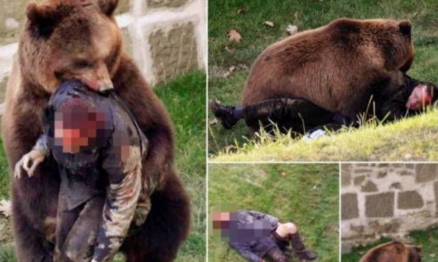 令人痛心!上海动物园饲养员被棕熊咬死,熊群分食!救援