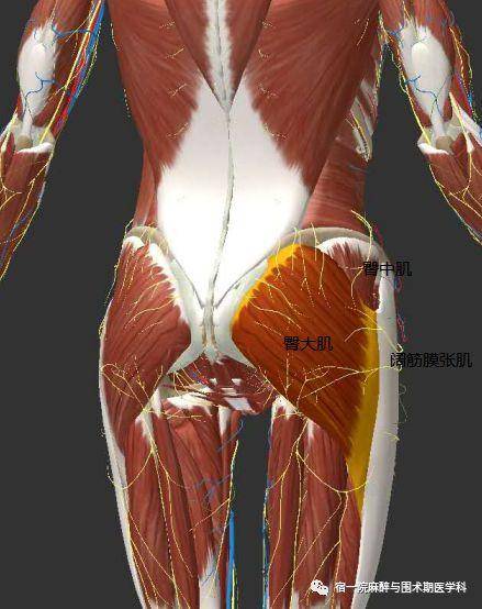 围术杂谈丨骶丛神经阻滞解剖基础