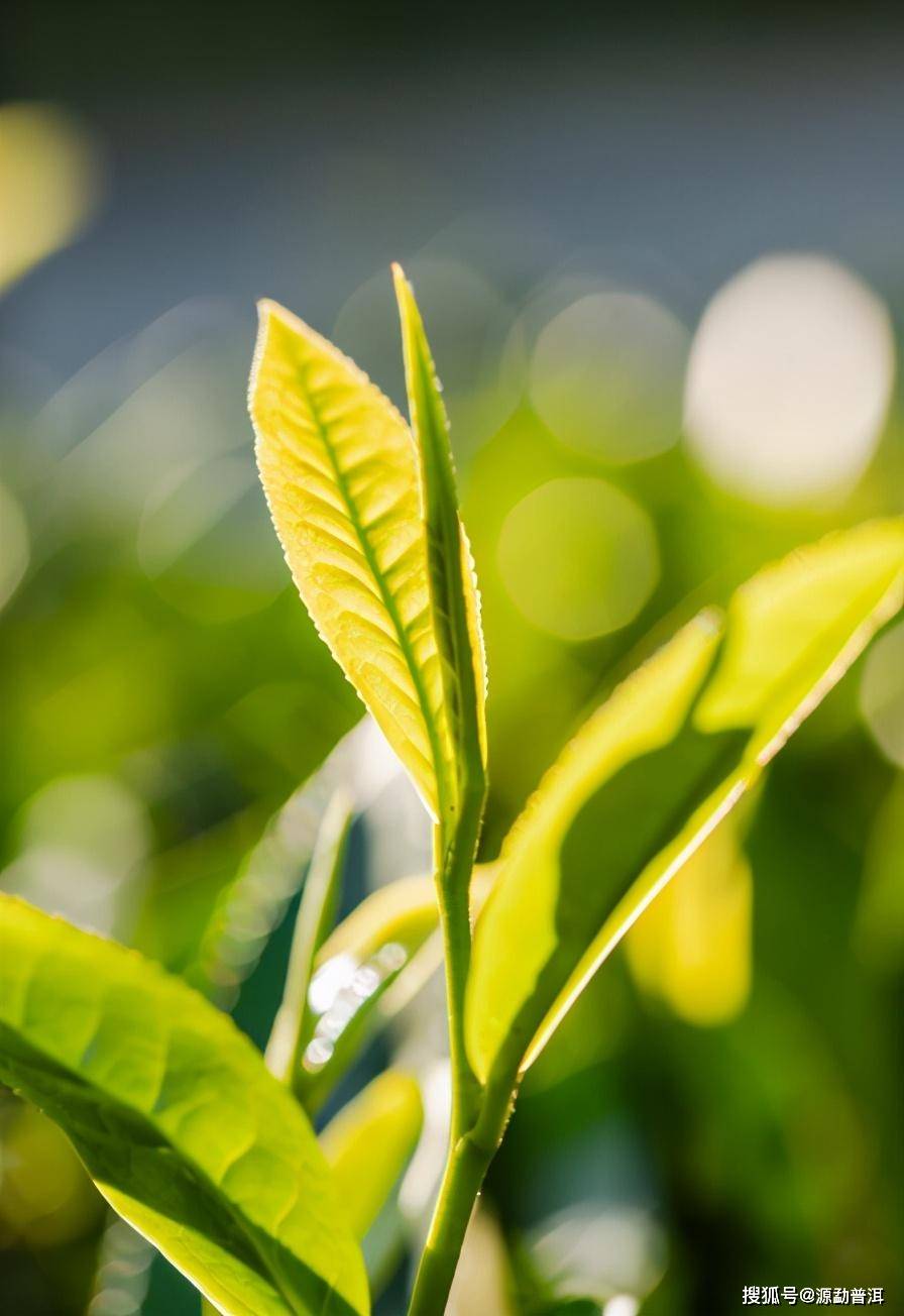 芽尖为什么不耐泡?源勐告诉你影响普洱茶耐泡度的因素