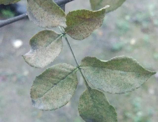 花椒种植虫害多,蚜虫介壳虫很顽固,种植户如何来防治?