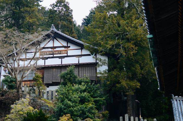 什么地方环境这么好，大街上还能遇到野生梅花鹿