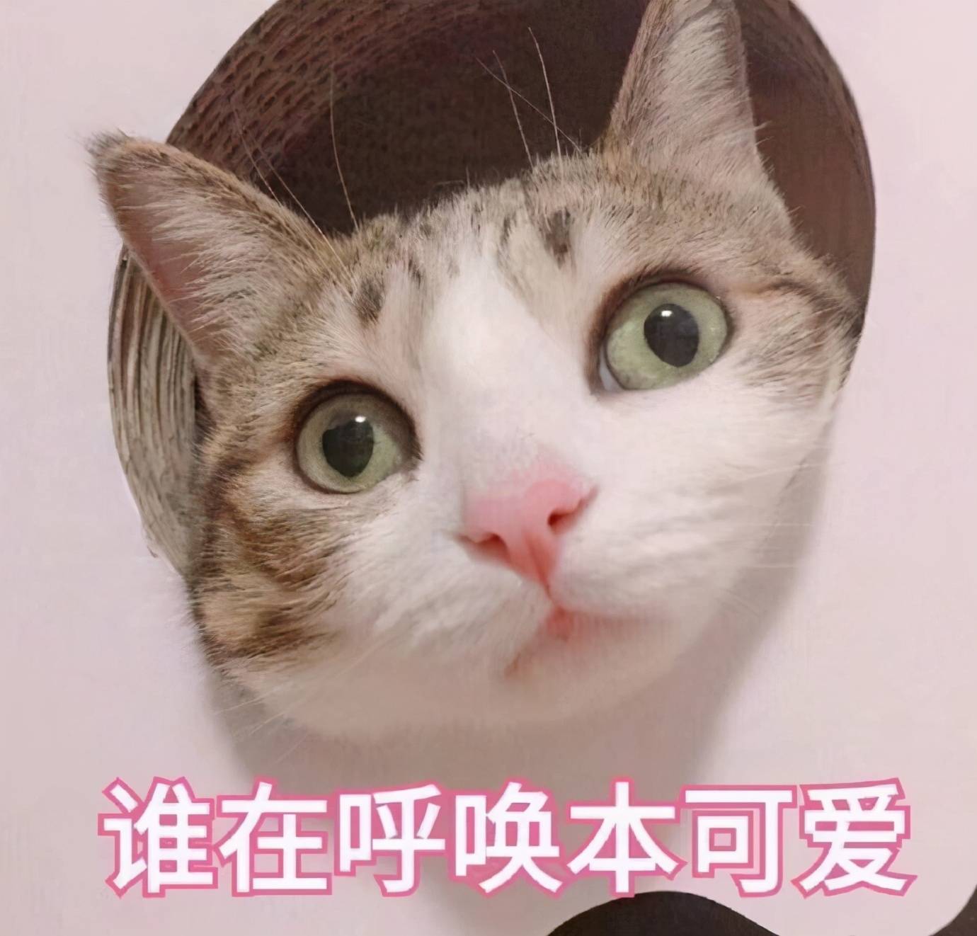 猫咪表情包合集|谁在呼唤本可爱