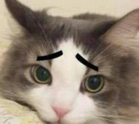 猫的名字怎么起有趣 3388178b20e0490c8075e48c4932acd9.jpeg