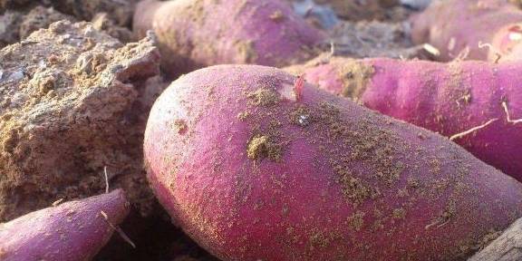 红一点的红薯冬季如何保存 529773e63e3246fdb402e09428830b24.jpeg