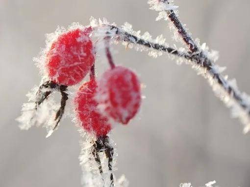 霜降是什么时候到哪个节气 52c245564a3f4036b9149e7a3d7b6636.jpeg
