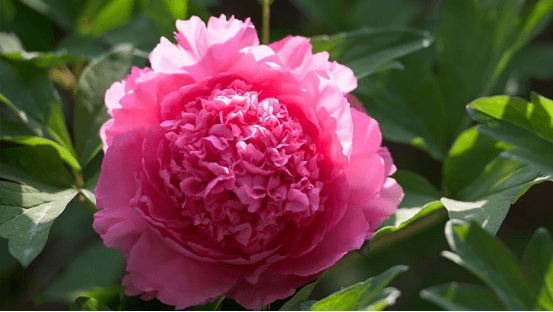 牡丹花的功效是什么 e65b6ef90b60443ab04ac7ccc2d75817.png